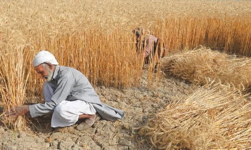 pakistan-wheat-csiro