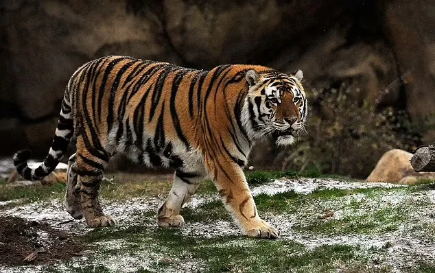 LSU fans split after team reveals plans to have a live caged tiger on the sidelines for Alabama game