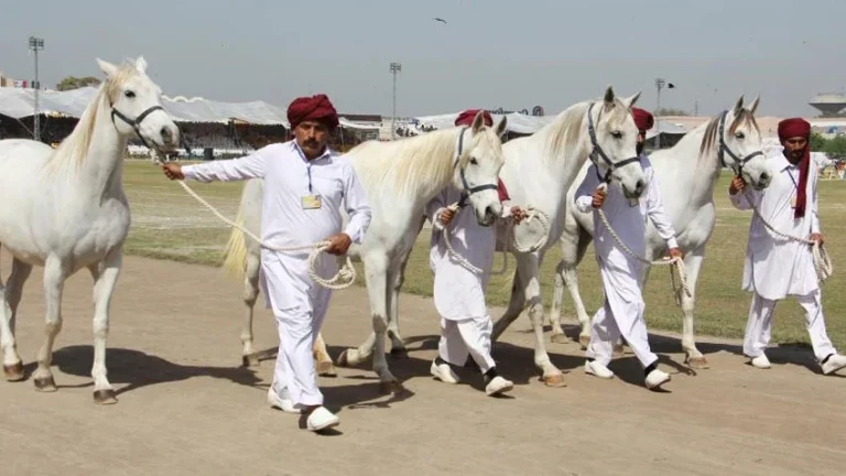 Punjab Chief Minister decides to organize Horse and Cattle Show after 30 years