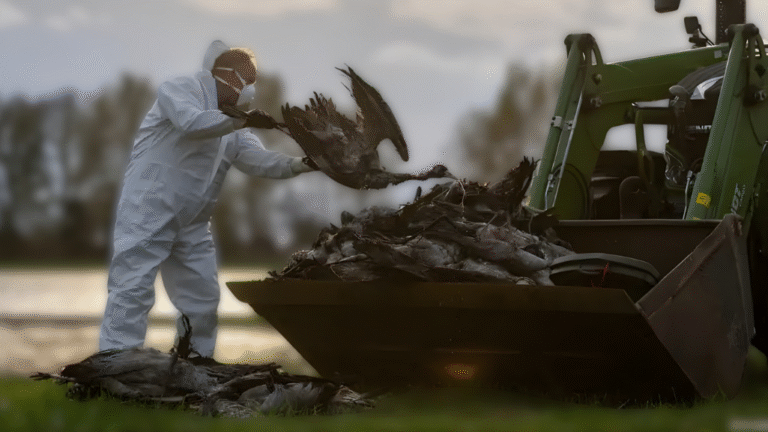 Bird flu outbreak intensifies in Germany, more than 500,000 birds killed