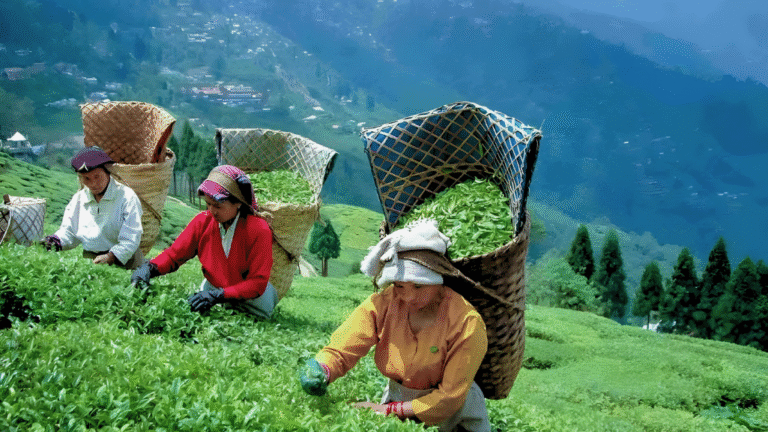Dry weather threatens India's tea exports and global supply