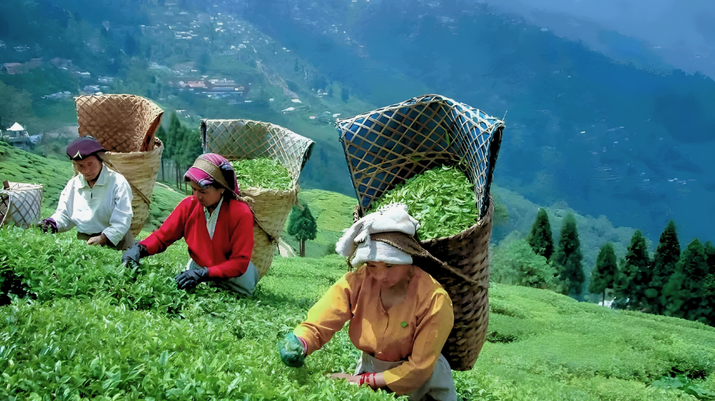 Dry weather threatens India's tea exports and global supply
